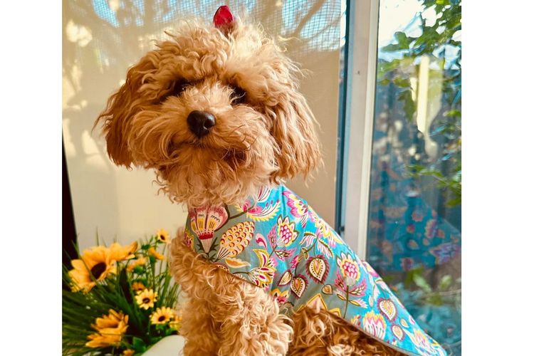 Ruby Moodles & Poodles