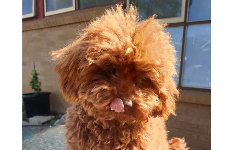 Ruby Moodles & Poodles