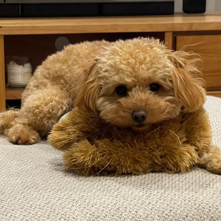 Ruby Moodles & Poodles