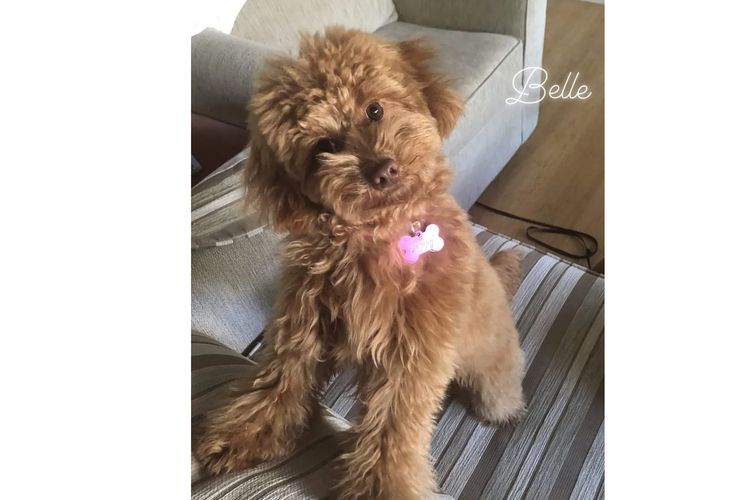 Ruby Moodles & Poodles
