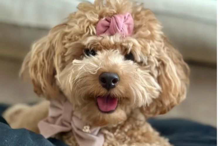 Ruby Moodles & Poodles