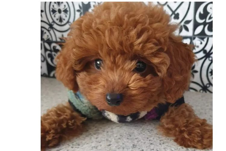 Ruby Moodles & Poodles