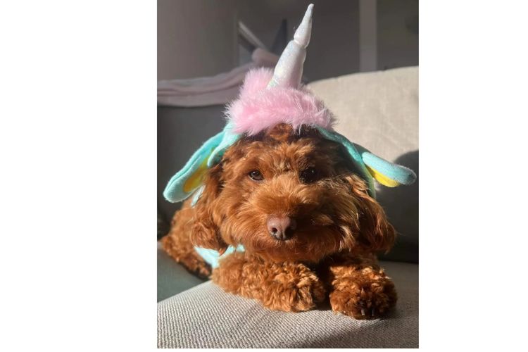 Ruby Moodles & Poodles