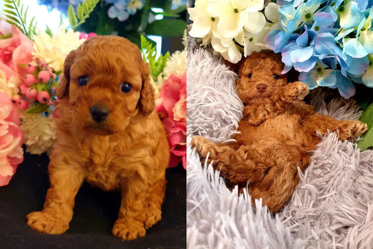 Ruby Moodles & Poodles