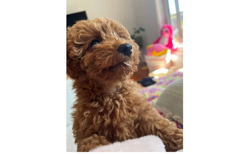 Ruby Moodles & Poodles
