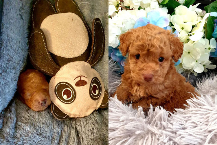 Ruby Moodles & Poodles