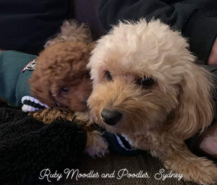 Ruby Moodles & Poodles