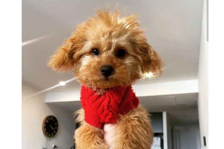 Ruby Moodles & Poodles