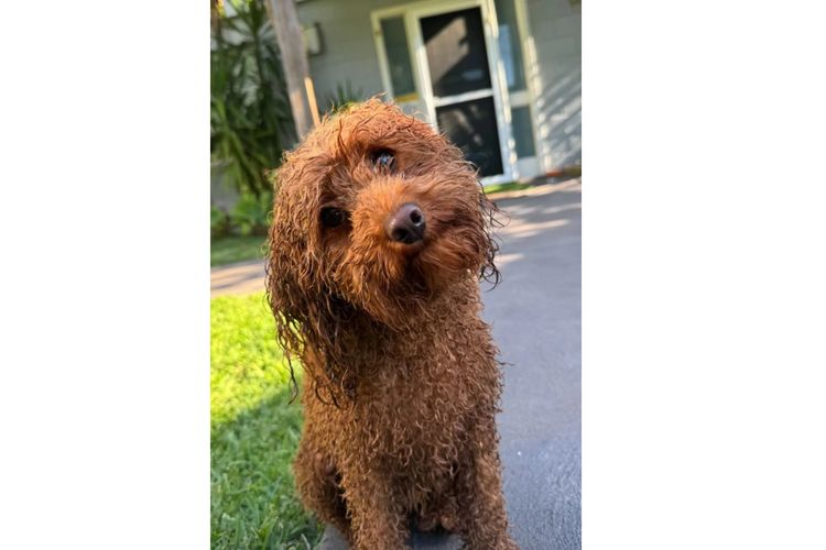 Ruby Moodles & Poodles