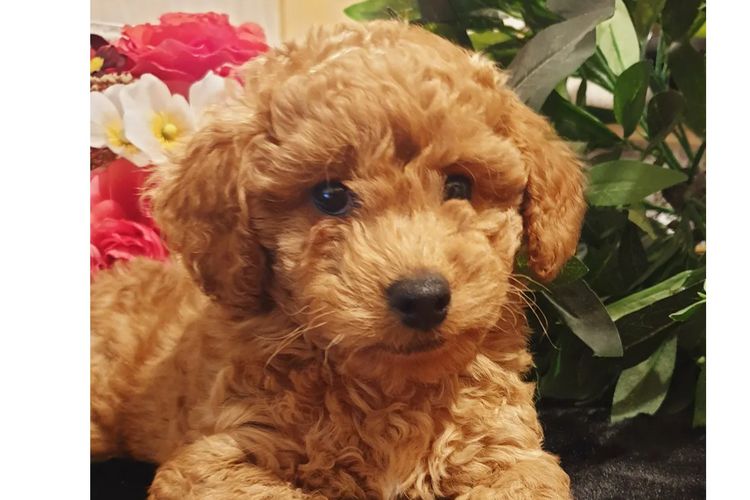 Ruby Moodles & Poodles