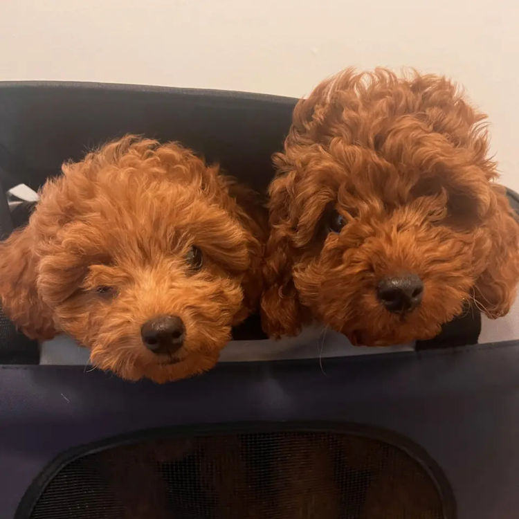 Ruby Moodles & Poodles