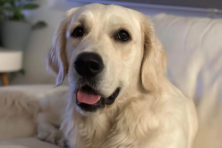 Olivewinter Golden Retrievers