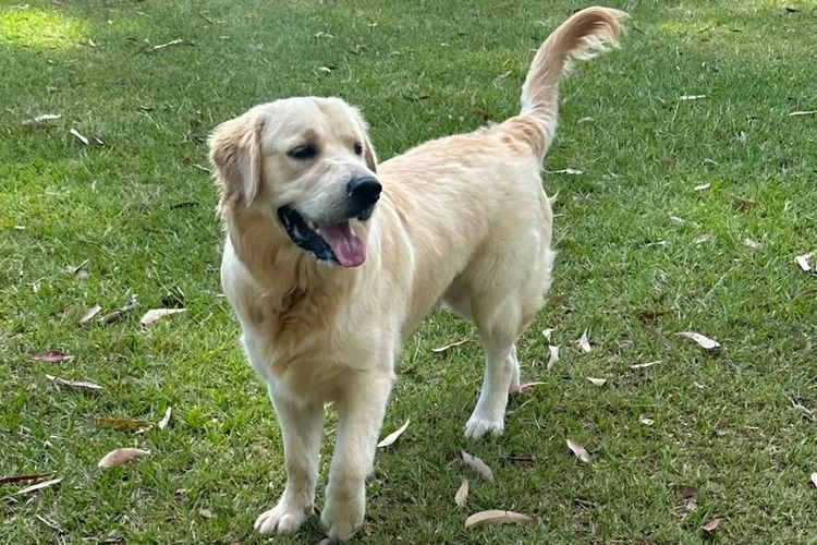 Olivewinter Golden Retrievers