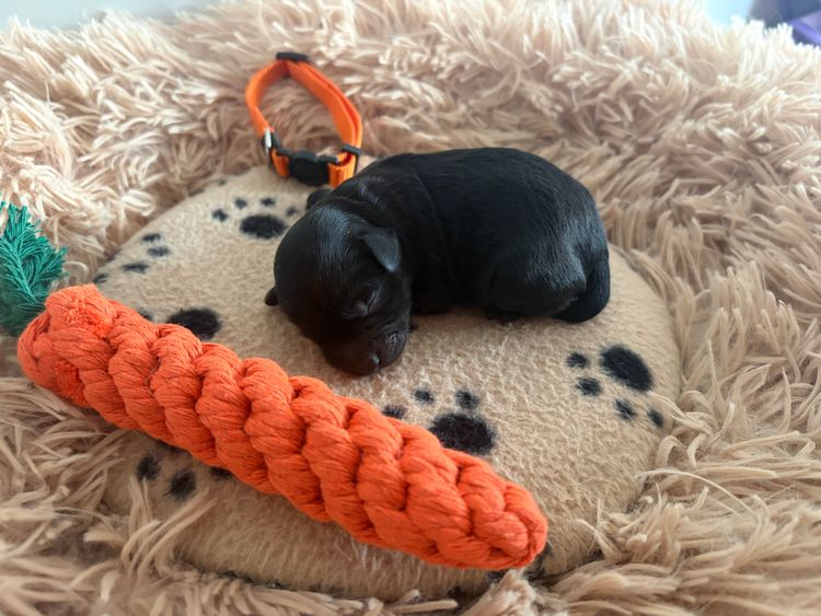 Moodle Puppies By Paris