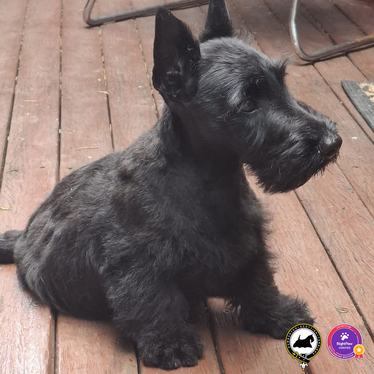 Dumbarton Scottish Terriers (Melbourne, VIC)