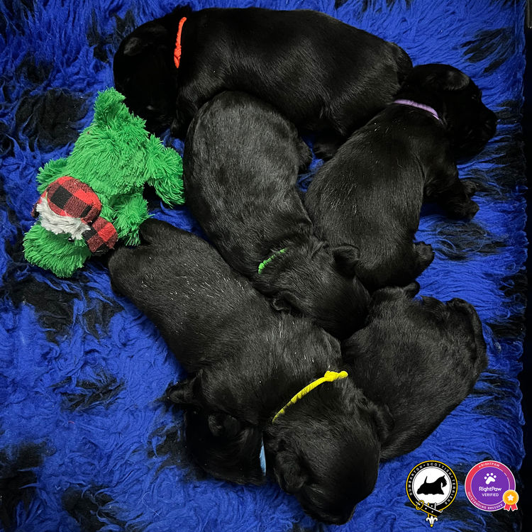 Dumbarton Scottish Terriers (Melbourne, VIC)