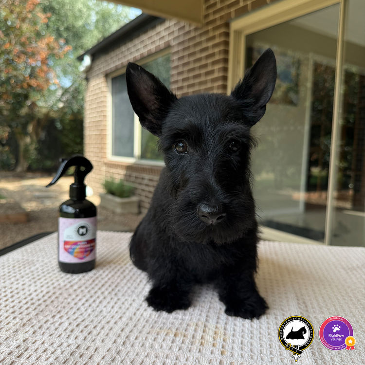 Dumbarton Scottish Terriers (Melbourne, VIC)