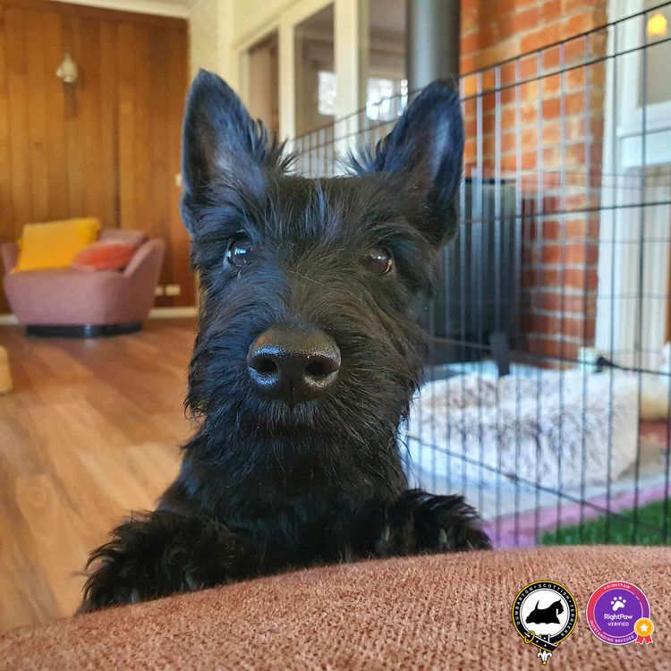 Dumbarton Scottish Terriers (Melbourne, VIC)