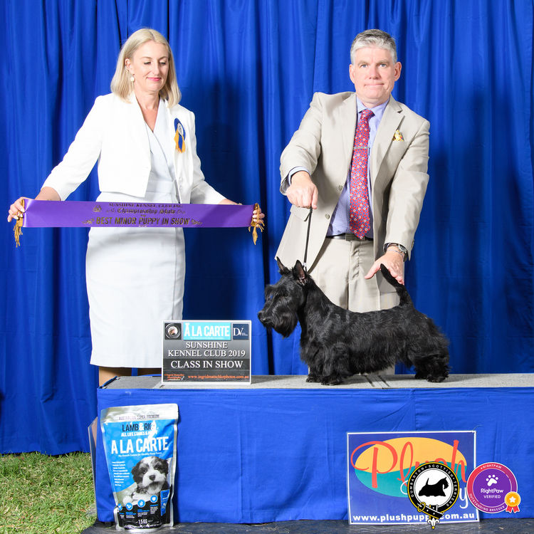 Dumbarton Scottish Terriers (Melbourne, VIC)