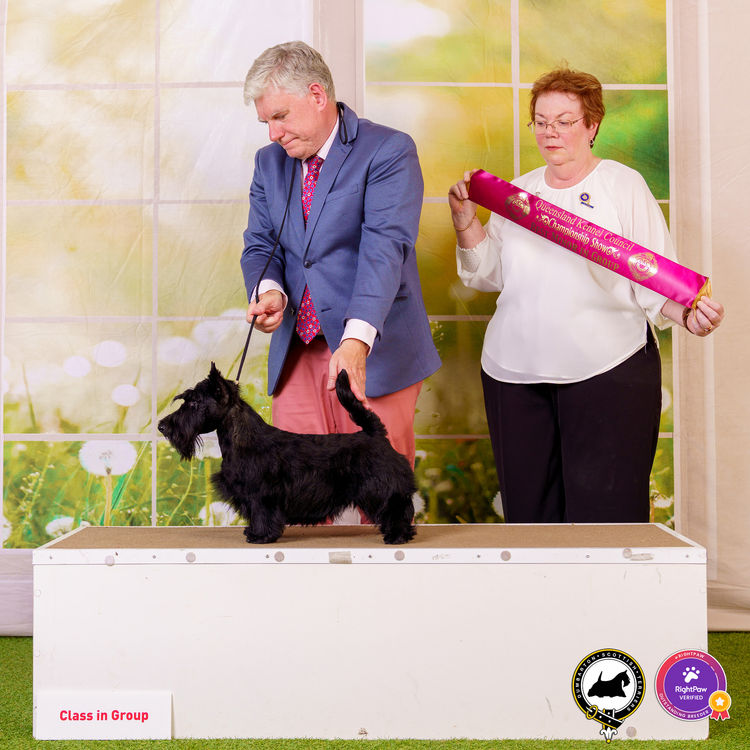 Dumbarton Scottish Terriers (Melbourne, VIC)