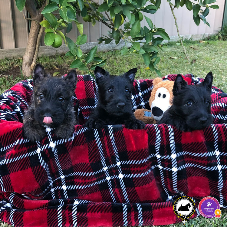Dumbarton Scottish Terriers (Melbourne, VIC)