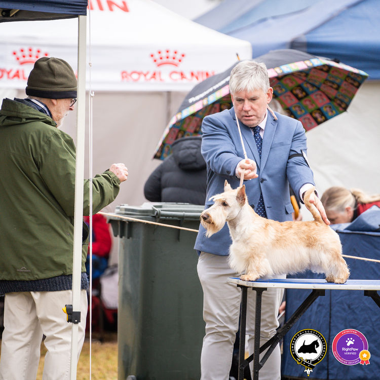 Dumbarton Scottish Terriers (Melbourne, VIC)