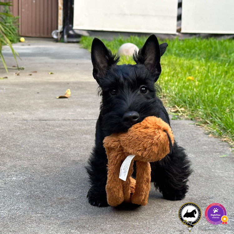 Dumbarton Scottish Terriers (Melbourne, VIC)
