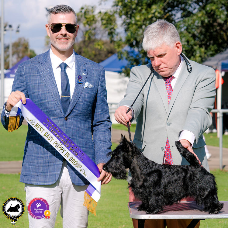 Dumbarton Scottish Terriers (Melbourne, VIC)