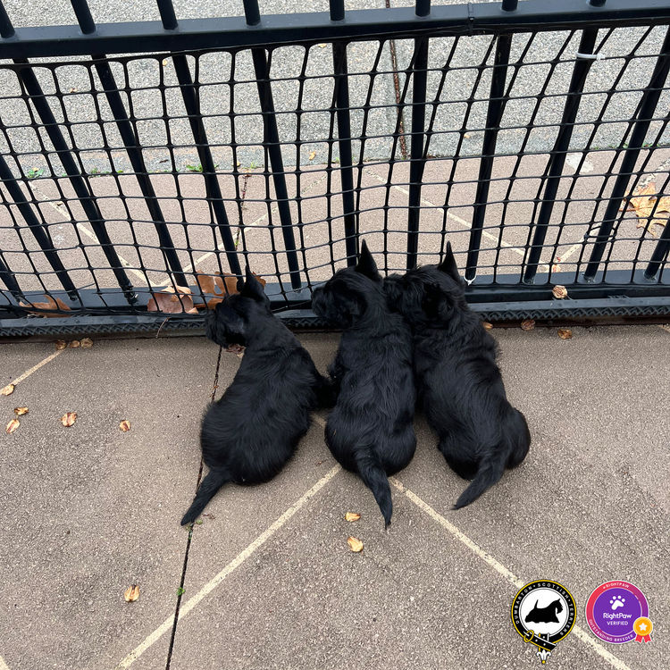 Dumbarton Scottish Terriers (Melbourne, VIC)