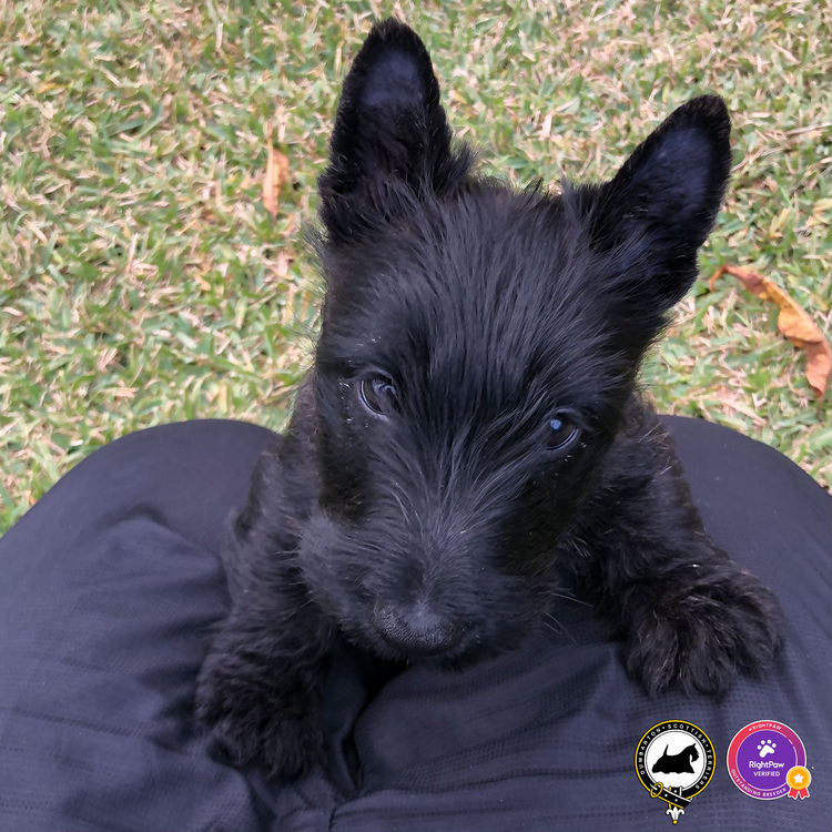 Dumbarton Scottish Terriers (Melbourne, VIC)