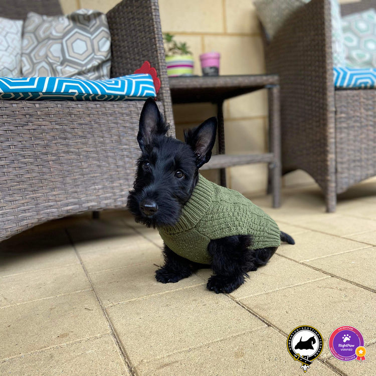 Dumbarton Scottish Terriers (Melbourne, VIC)