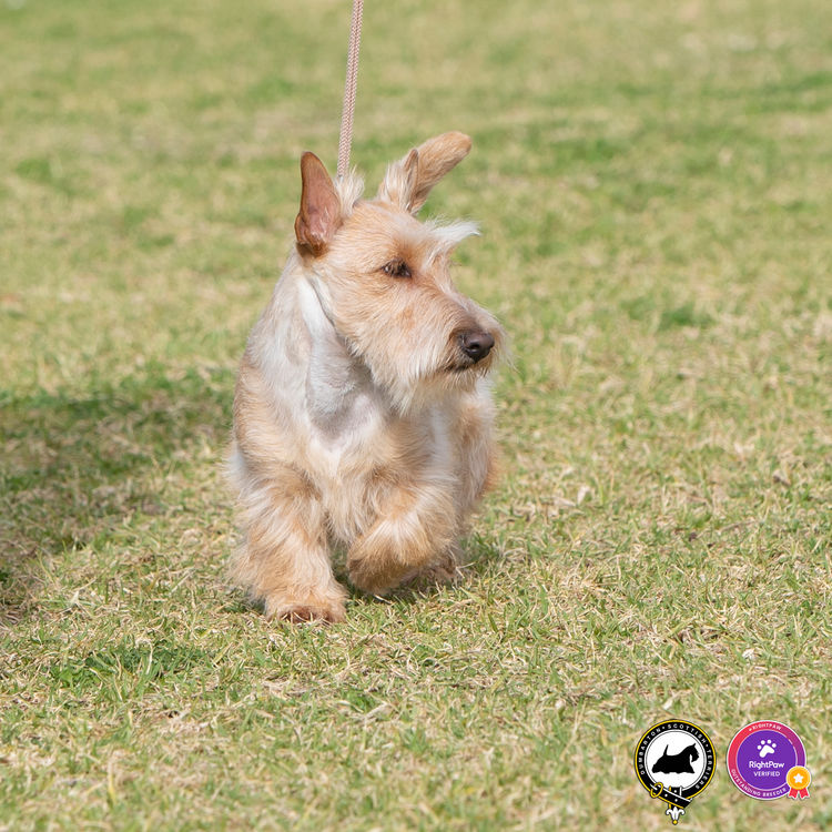 Dumbarton Scottish Terriers (Melbourne, VIC)