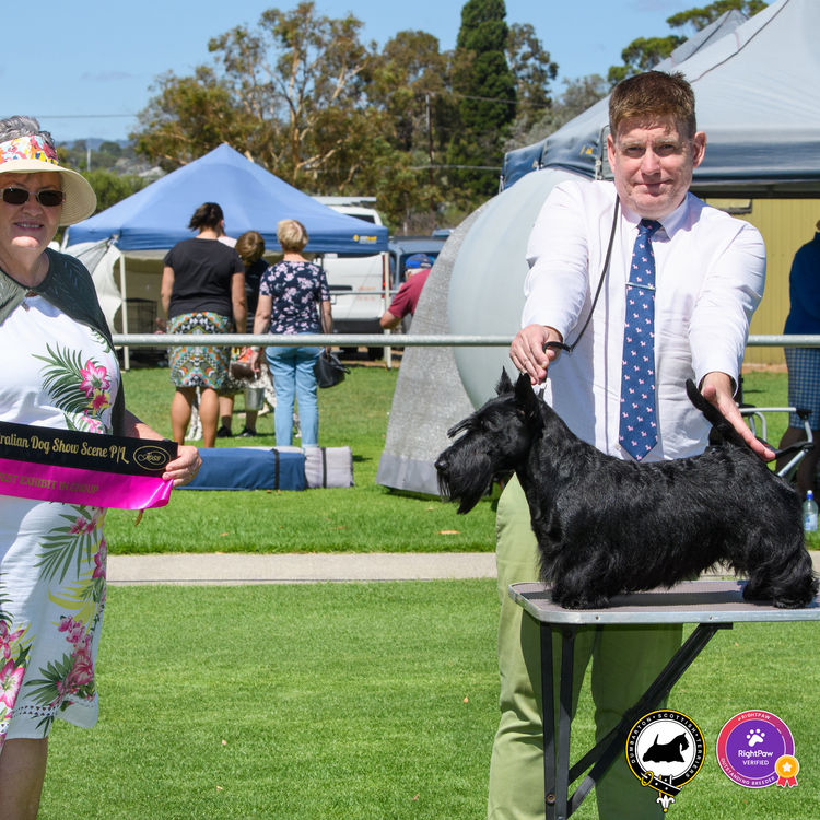 Dumbarton Scottish Terriers (Melbourne, VIC)
