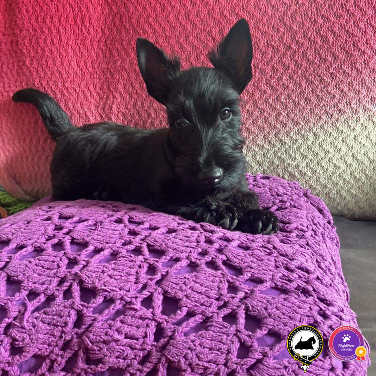 Dumbarton Scottish Terriers (Melbourne, VIC)
