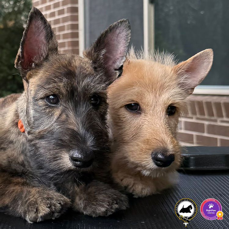 Dumbarton Scottish Terriers (Melbourne, VIC)