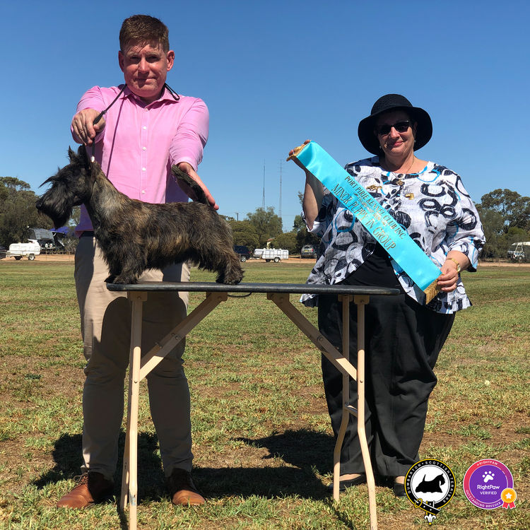 Dumbarton Scottish Terriers (Melbourne, VIC)