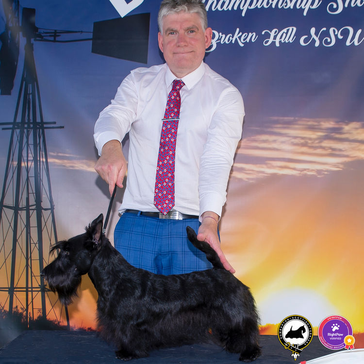 Dumbarton Scottish Terriers (Melbourne, VIC)