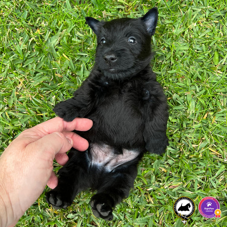 Dumbarton Scottish Terriers (Melbourne, VIC)