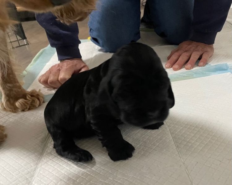 Warrambool Cocker Spaniels