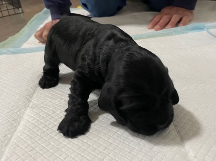 Warrambool Cocker Spaniels