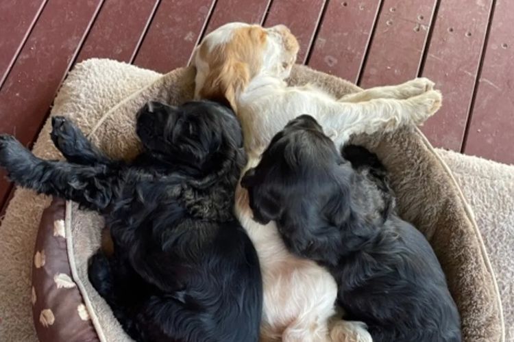 Warrambool Cocker Spaniels