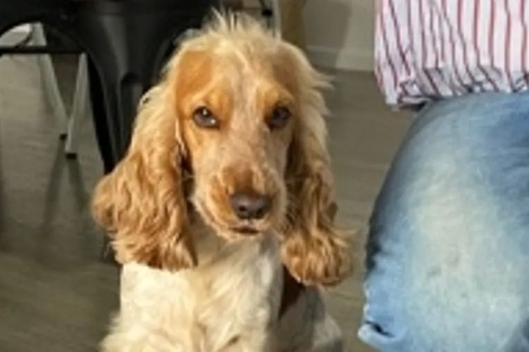 Warrambool Cocker Spaniels