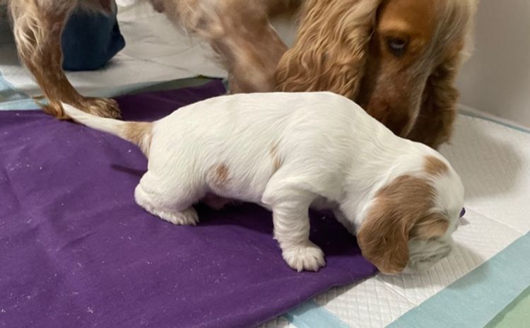 Warrambool Cocker Spaniels