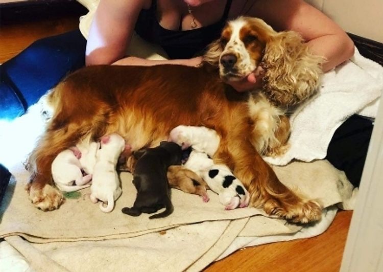 Warrambool Cocker Spaniels
