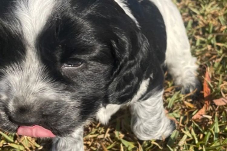 Warrambool Cocker Spaniels