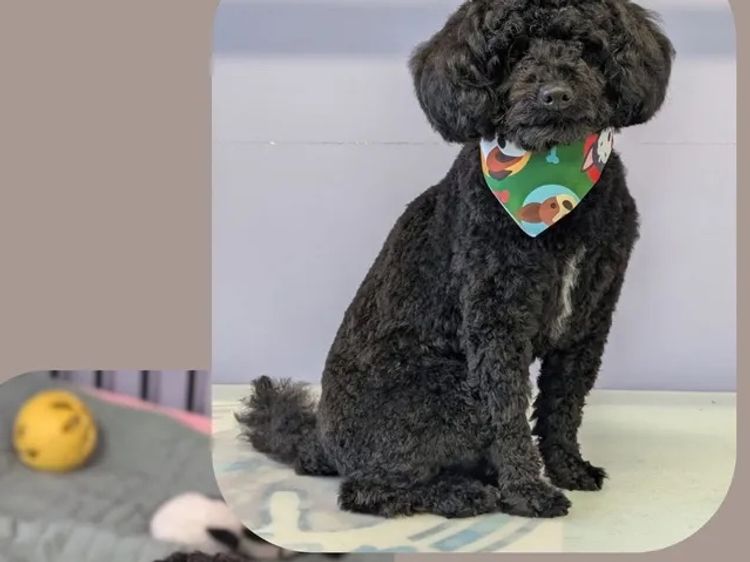 Toy Poodle Puppies By Paris