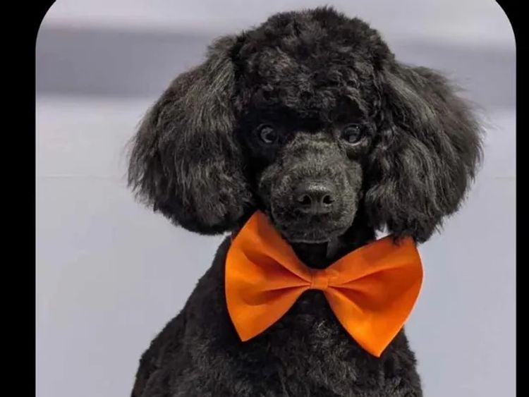 Toy Poodle Puppies By Paris