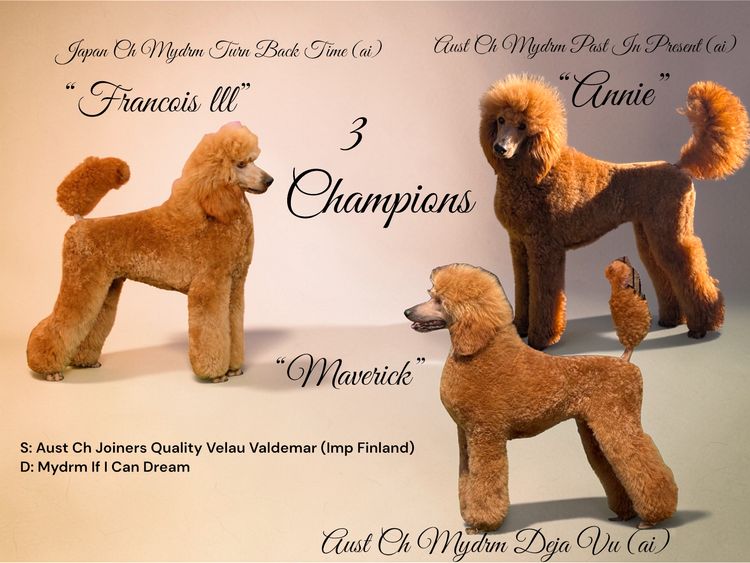 Red Standard Poodles Australia
