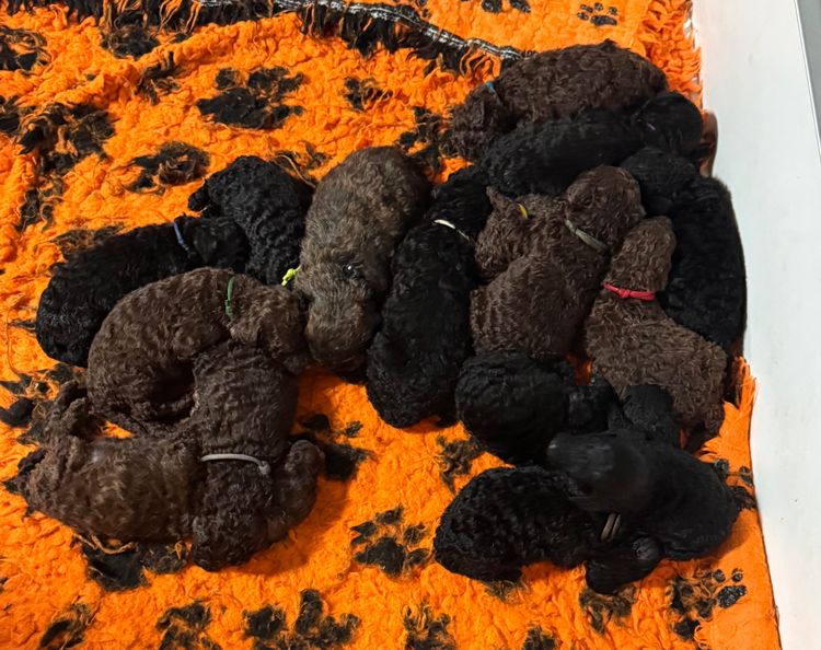 Red Standard Poodles Australia