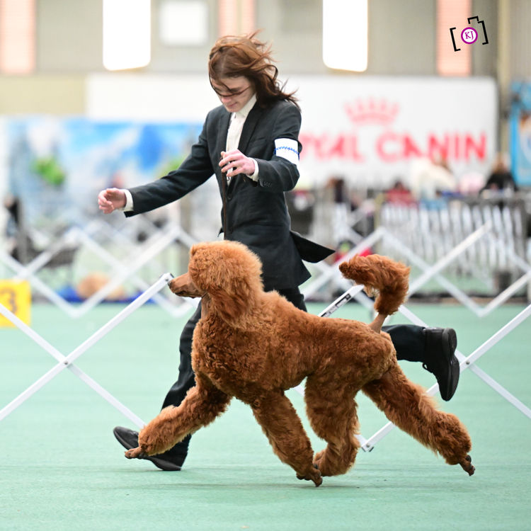 Red Standard Poodles Australia